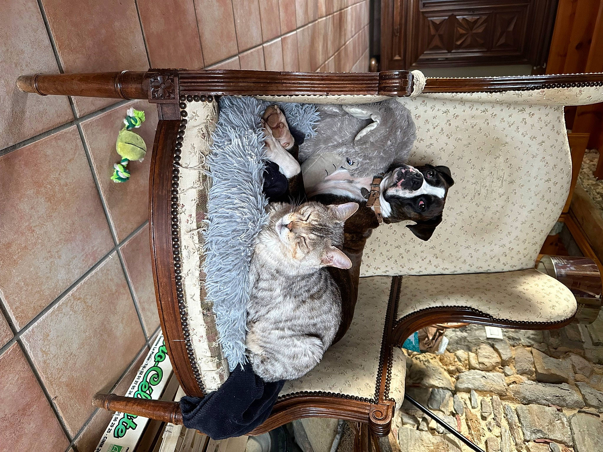 Shaya participe au concours pour gagner de l'argent avec cette photo : art, chair, flooring, fur, hardwood, house, metal, natural_material, room, sculpture, tail, wood