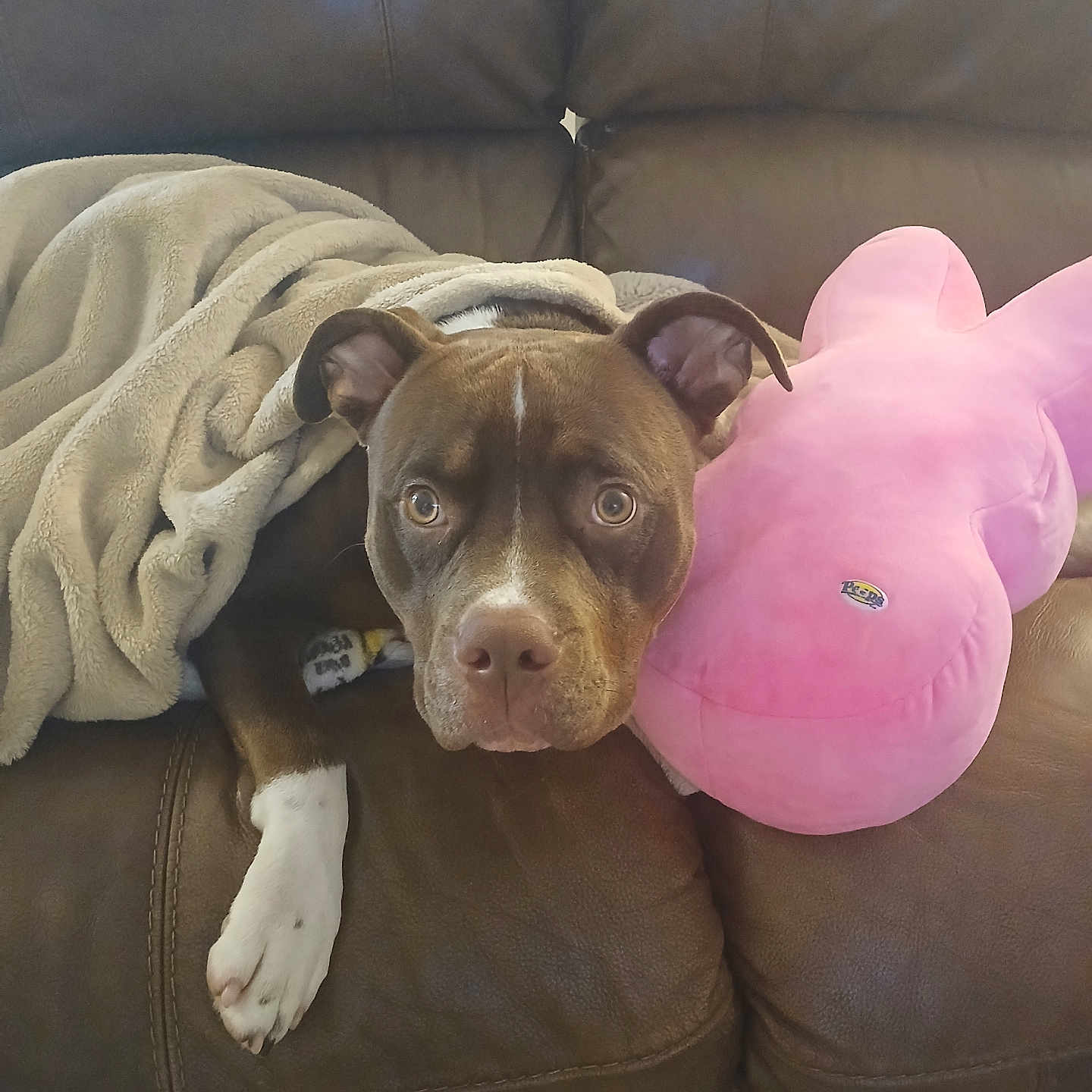Dexter is registered to the contest to win money with this photo: animal, blanket, brown_dog, comfort, companion, cozy, cute, dog, home, indoor, leather_couch, living_room, pet, pink_plush, plush_toy, relaxed, resting, soft_texture, stuffed_animal, white_paw