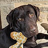 dog, labrador, chocolate_labrador, plush_toy, giraffe_toy, pet, indoor, couch, leather_couch, stone_wall, brown_dog, animal, cute, closeup, relaxed, looking_at_camera, toy_in_mouth, domestic_animal, companion, pet_portrait