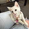 bell, cat, collar, curious, cute, decor, denim, domestic_cat, feline, floor, furniture, indoor, jeans, kitten, lap, pet, resting, small_animal, table, white_cat