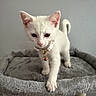 Bella is registered to the contest to win money with this photo: animal, bell, cat, cat_tree, collar, curious, cute, domestic_cat, feline, fur, indoor, kitten, paw, pet, pet_accessory, playful, soft, whiskers, white_cat, young