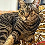 Noël a rejoint le concours — aidez-le/la à gagner de superbes lots ! abyssinian, animal, blanket, cat, couch, egyptiancat, furniture, kitten, manx, pet