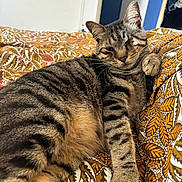 Noël participe au concours pour gagner de l'argent avec cette photo : abyssinian, animal, architecture, armchair, blanket, building, cat, chair, couch, cushion, furniture, homedecor, indoors, kitten, livingroom, manx, person, pet, room, sleeping