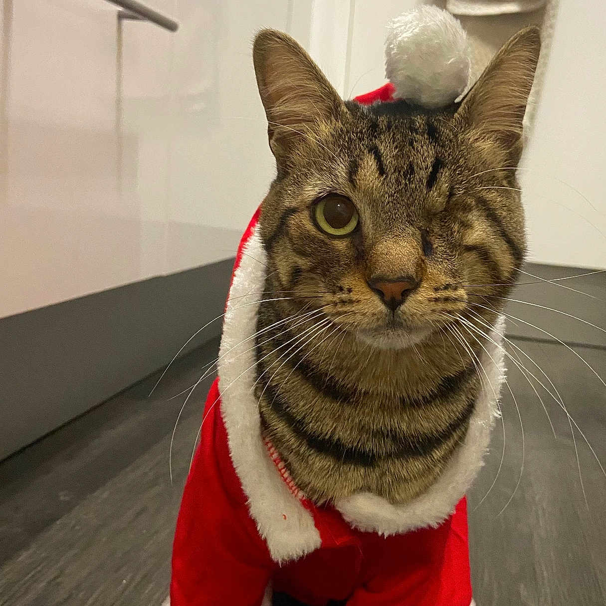 Noël participe au concours pour gagner de l'argent avec cette photo : abyssinian, animal, cat, christmas, doctor, festival, hardwood, indoors, interiordesign, kitten, manx, mascot, person, pet, plush, toy, wood