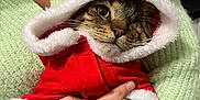 Noël participe au concours pour gagner de l'argent avec cette photo : abyssinian, accessories, animal, baby, blanket, bodypart, cat, clothing, face, finger, hand, head, jewelry, kitten, knitwear, person, pet, photography, portrait, sweater
