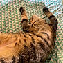Noël a rejoint le concours — aidez-le/la à gagner de superbes lots ! abyssinian, animal, bed, bedroom, blanket, cat, chair, couch, cushion, egyptiancat, furniture, homedecor, indoors, kitten, manx, person, pet, quilt, room, sleeping