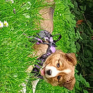 Violette a rejoint le concours — aidez-le/la à gagner de superbes lots ! animal, canine, cute, dog, flowers, fur, garden, grass, greenery, harness, leafy, nature, outdoor, pet, playful, puppy, small_flowers, summer, tongue_out, young_dog