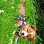 animal, canine, cute, dog, flowers, fur, garden, grass, greenery, harness, leafy, nature, outdoor, pet, playful, puppy, small_flowers, summer, tongue_out, young_dog