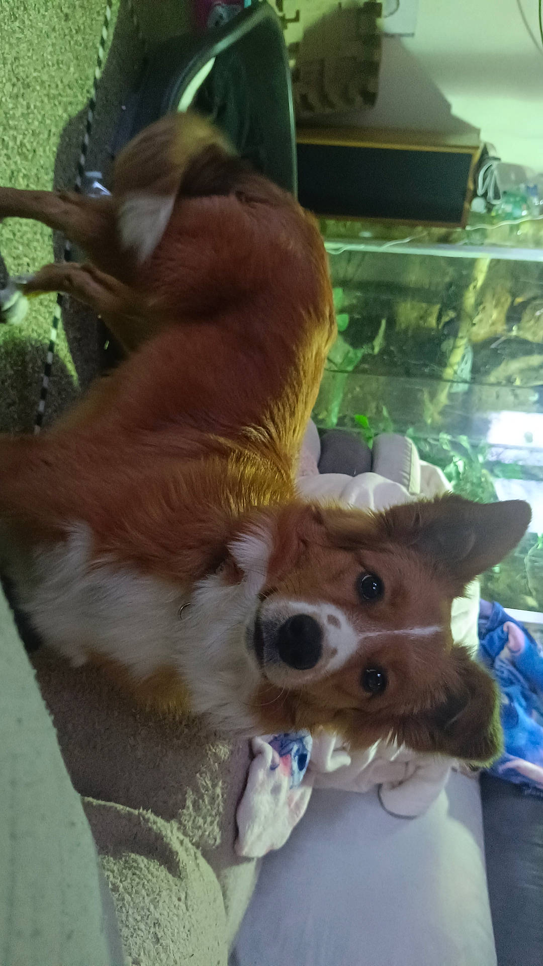 animal, blanket, brown, carpet, comfortable, couch, cozy, curious, dog, domestic, ears, face, fur, furniture, home, indoor, looking, pet, relaxing, white
