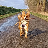 Violette participe au concours pour gagner de l'argent avec cette photo : adventure, animal, canine, daylight, dog, ears, fur, grass, happy, nature, outdoor, path, pet, playful, road, running, stick, tail, tree, walking