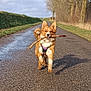 dog, stick, road, outdoor, canine, animal, happy, walking, grass, tree, nature, pet, playful, fur, ears, tail, daylight, path, running, adventure