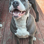 Maddie joined the competition — help win amazing prizes! dog, smiling, happy, pet, canine, sitting, outdoor, wooden_deck, closeup, friendly, tongue_out, paw, fur, animal, companion, domestic_animal, looking_up, playful, cute, friendly_face