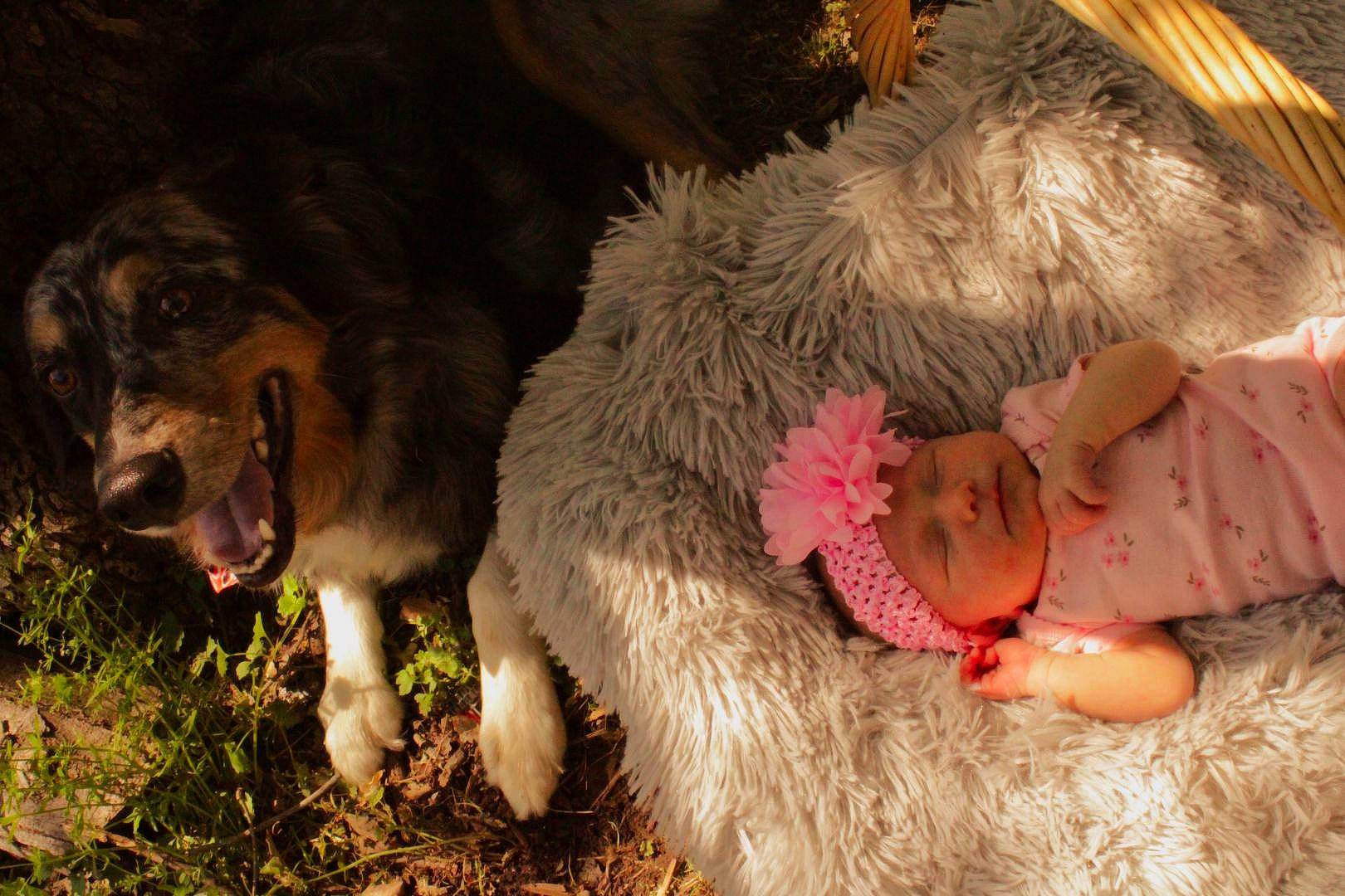 Evelyn is registered to the contest to win money with this photo: big_cats, bovine, dog_breed, event, fawn, felidae, fur, grass, hay, headwear, livestock, person, plant, sheep, stuffed_toy, tail, terrestrial_animal, vertebrate, whiskers, wool