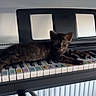 Asta participe au concours pour gagner de l'argent avec cette photo : Yamaha, animal, black_cat, close_up, colorful, curious, cute, domestic_cat, feline, house, indoor, keyboard, keys, kitten, lying_down, musical_instrument, pet, resting, small, young_cat
