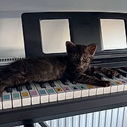 Asta participe au concours pour gagner de l'argent avec cette photo : animal, black_cat, cat, colorful, curious, cute, feline, home, indoor, instrument, keyboard, keys, kitten, lying_down, music, musical_instrument, pet, piano, resting, yamaha