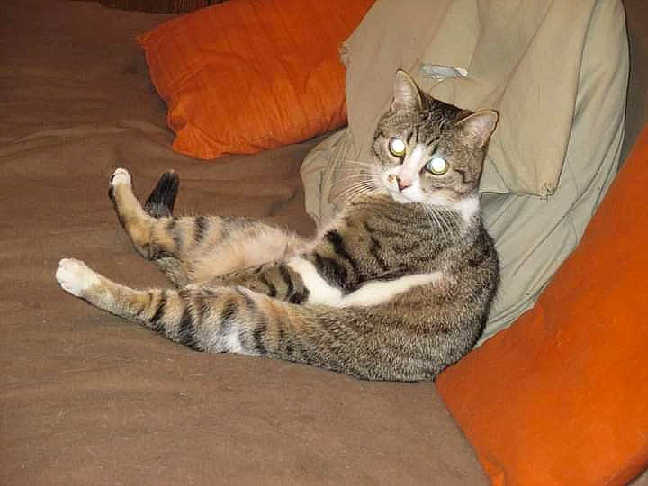 Komette participe au concours pour gagner de l'argent avec cette photo : bed, carnivore, cat, claw, comfort, domestic_short_haired_cat, felidae, flooring, fur, grey, hardwood, paw, small_to_medium_sized_cats, snout, tail, terrestrial_animal, whiskers, wood