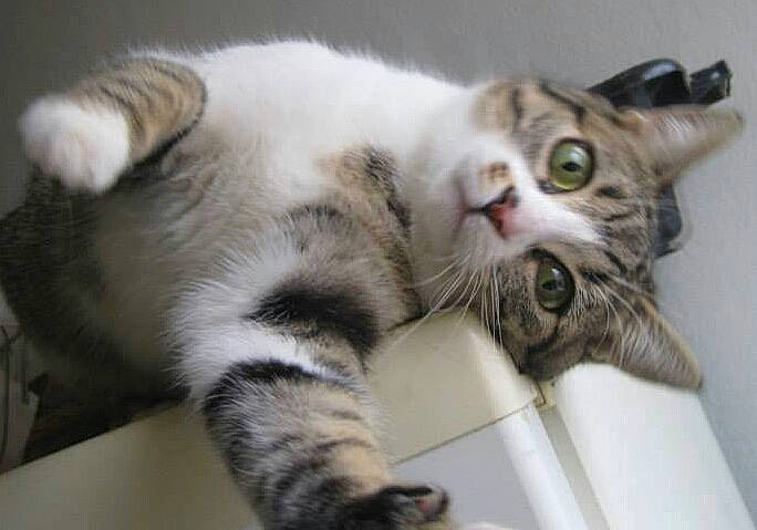 Komette participe au concours pour gagner de l'argent avec cette photo : carnivore, cat, claw, comfort, domestic_short_haired_cat, felidae, fur, paw, small_to_medium_sized_cats, snout, tail, terrestrial_animal, whiskers