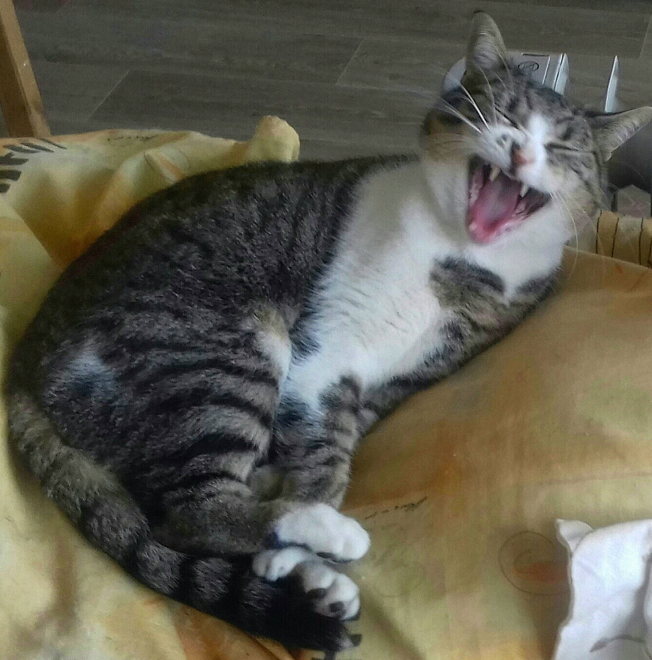 Komette participe au concours pour gagner de l'argent avec cette photo : carnivore, carton, cat, comfort, domestic_short_haired_cat, felidae, fur, grey, paw, small_to_medium_sized_cats, snout, tail, whiskers