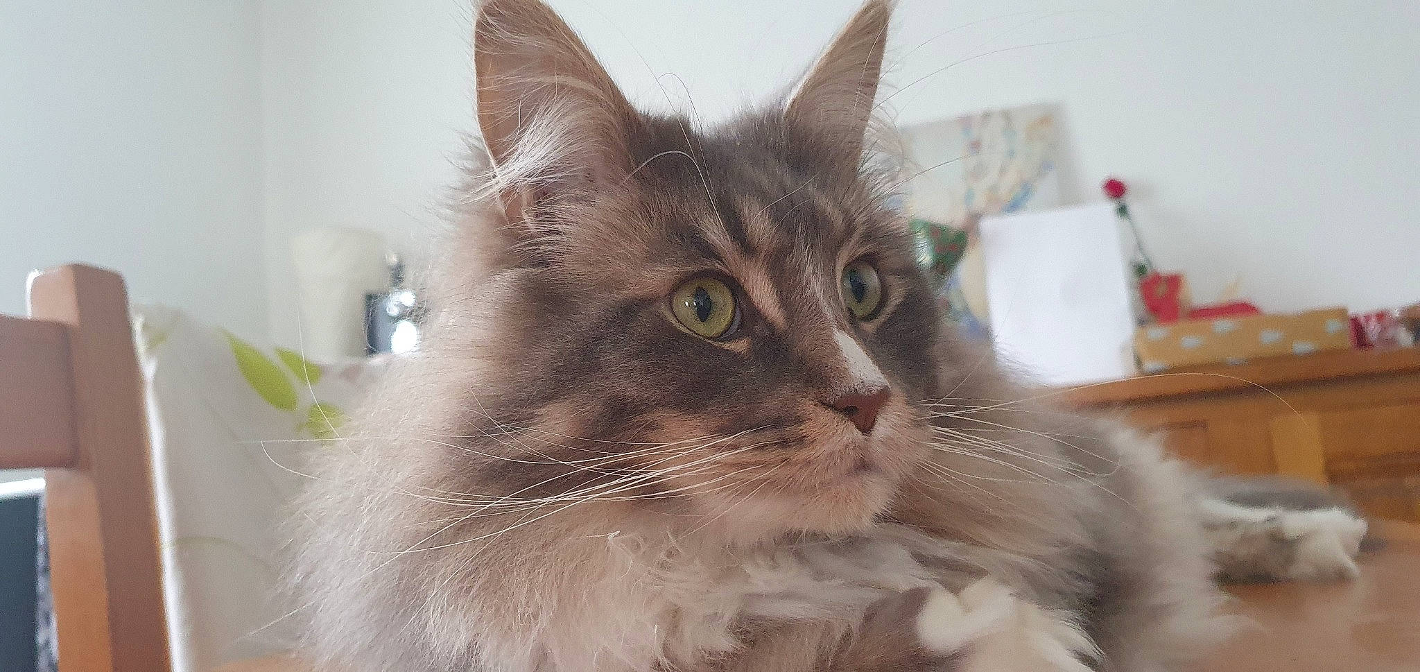 Lego participe au concours pour gagner de l'argent avec cette photo : carnivore, cat, claw, domestic_short_haired_cat, fawn, felidae, fur, maine_coon, paw, pet_supply, small_to_medium_sized_cats, snout, terrestrial_animal, whiskers, window