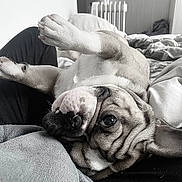 Taylo a rejoint le concours — aidez-le/la à gagner de superbes lots ! dog, pet, bed, blanket, paw, upside_down, cute, sleepy, cozy, indoor, relaxed, fur, companion, animal, resting, snout, ears, closeup, home, cuddle