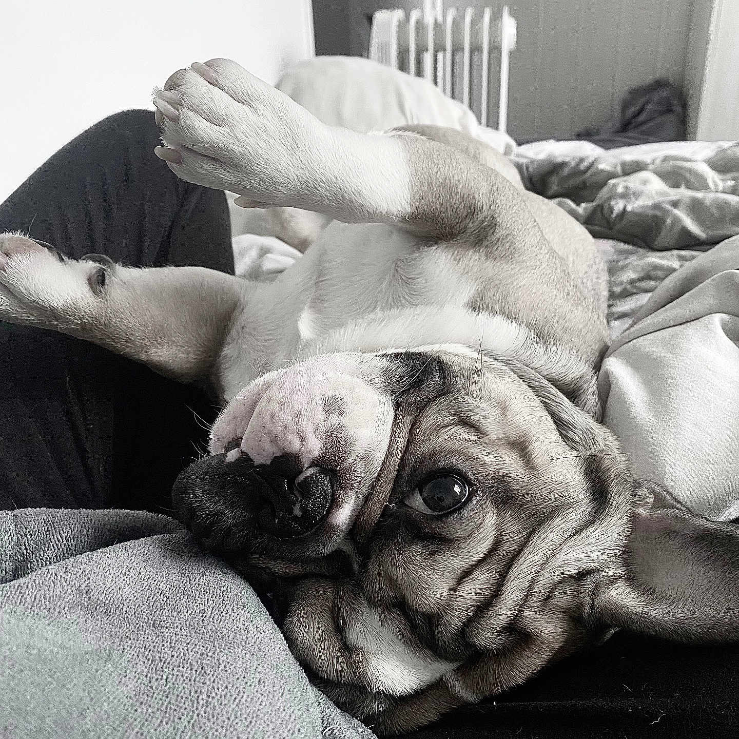 Taylo a rejoint le concours — aidez-le/la à gagner de superbes lots ! animal, bed, blanket, closeup, companion, cozy, cuddle, cute, dog, ears, fur, home, indoor, paw, pet, relaxed, resting, sleepy, snout, upside_down