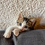 Aria a rejoint le concours — aidez-le/la à gagner de superbes lots ! kitten, cat, pet, cute, paws, couch, indoor, wall, texture, curious, animal, feline, young, whiskers, ears, portrait, closeup, soft_light, home, playful