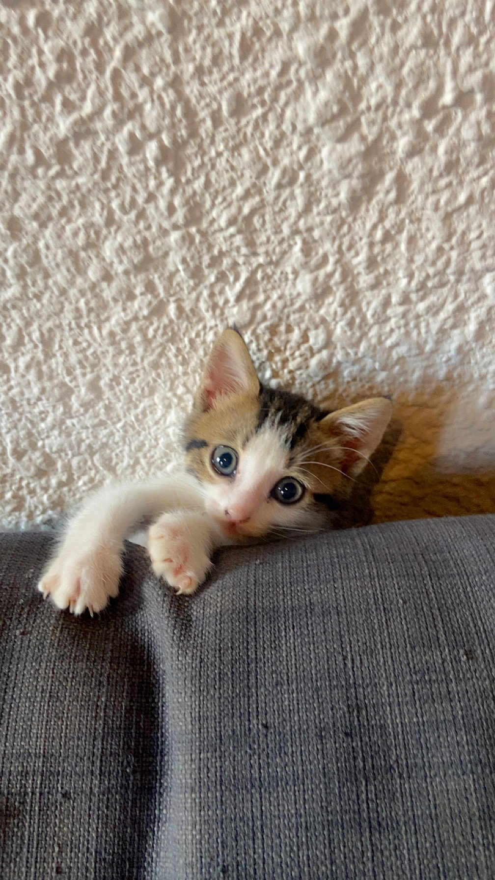 Aria a rejoint le concours — aidez-le/la à gagner de superbes lots ! kitten, cat, pet, cute, paws, couch, indoor, wall, texture, curious, animal, feline, young, whiskers, ears, portrait, closeup, soft_light, home, playful