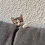 Aria a rejoint le concours — aidez-le/la à gagner de superbes lots ! kitten, cat, paw, couch, gray, textured_wall, indoor, pet, cute, curious, small, animal, feline, playful, home, cozy, fur, whiskers, ears, claw