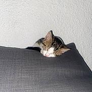 Aria a rejoint le concours — aidez-le/la à gagner de superbes lots ! animal, cat, comfortable, cozy, cushion, cute, domestic, feline, fur, gray, indoor, nap, pet, quiet, resting, sleeping, small, tabby, texture, wall