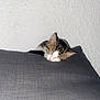 animal, cat, comfortable, cozy, cushion, cute, domestic, feline, fur, gray, indoor, nap, pet, quiet, resting, sleeping, small, tabby, texture, wall