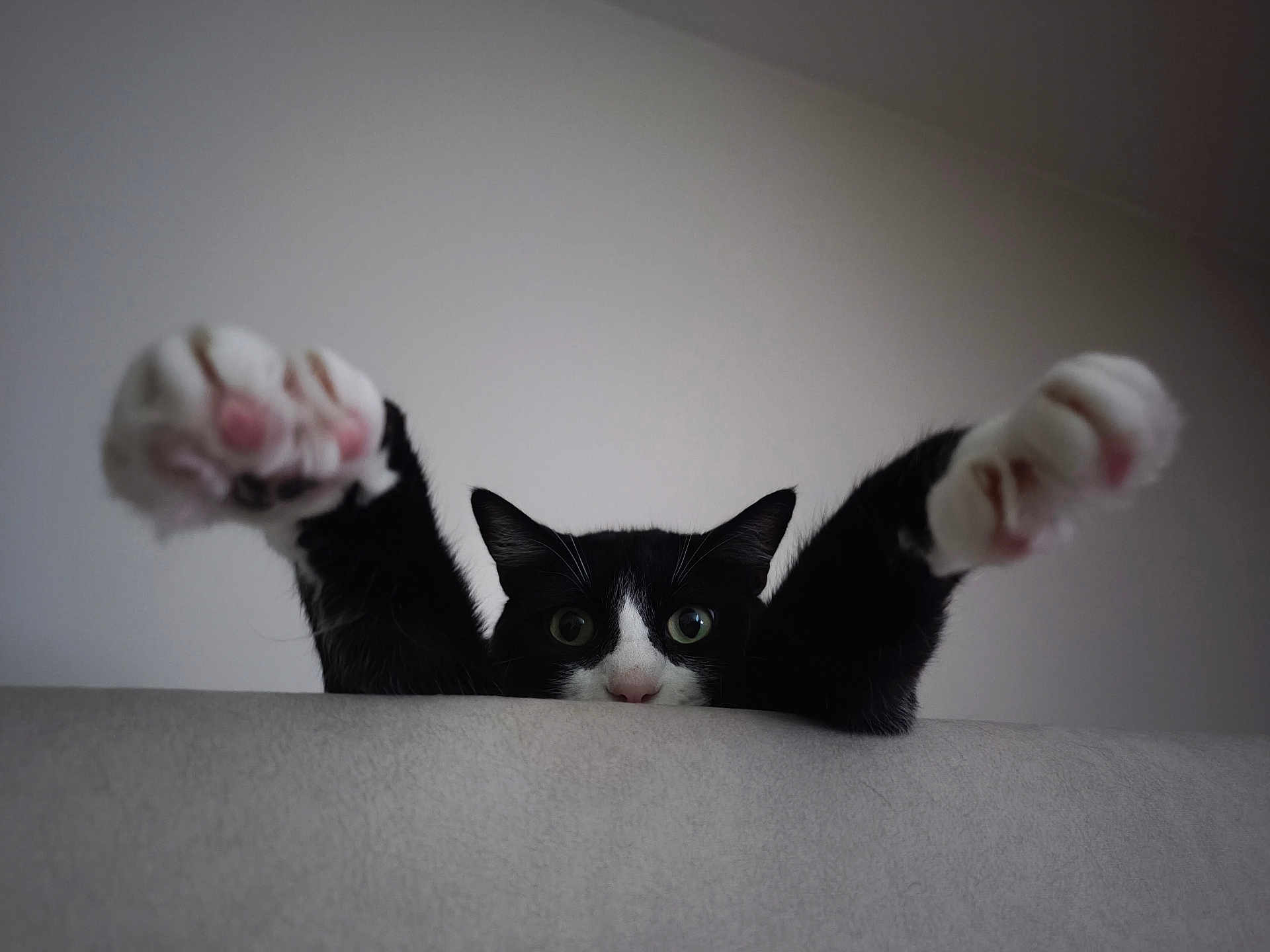Guizmo a rejoint le concours — aidez-le/la à gagner de superbes lots ! cat, black_and_white, paw, curious, indoor, pet, animal, feline, whiskers, ears, nose, cute, playful, claws, soft, fur, closeup, looking, stretching, home