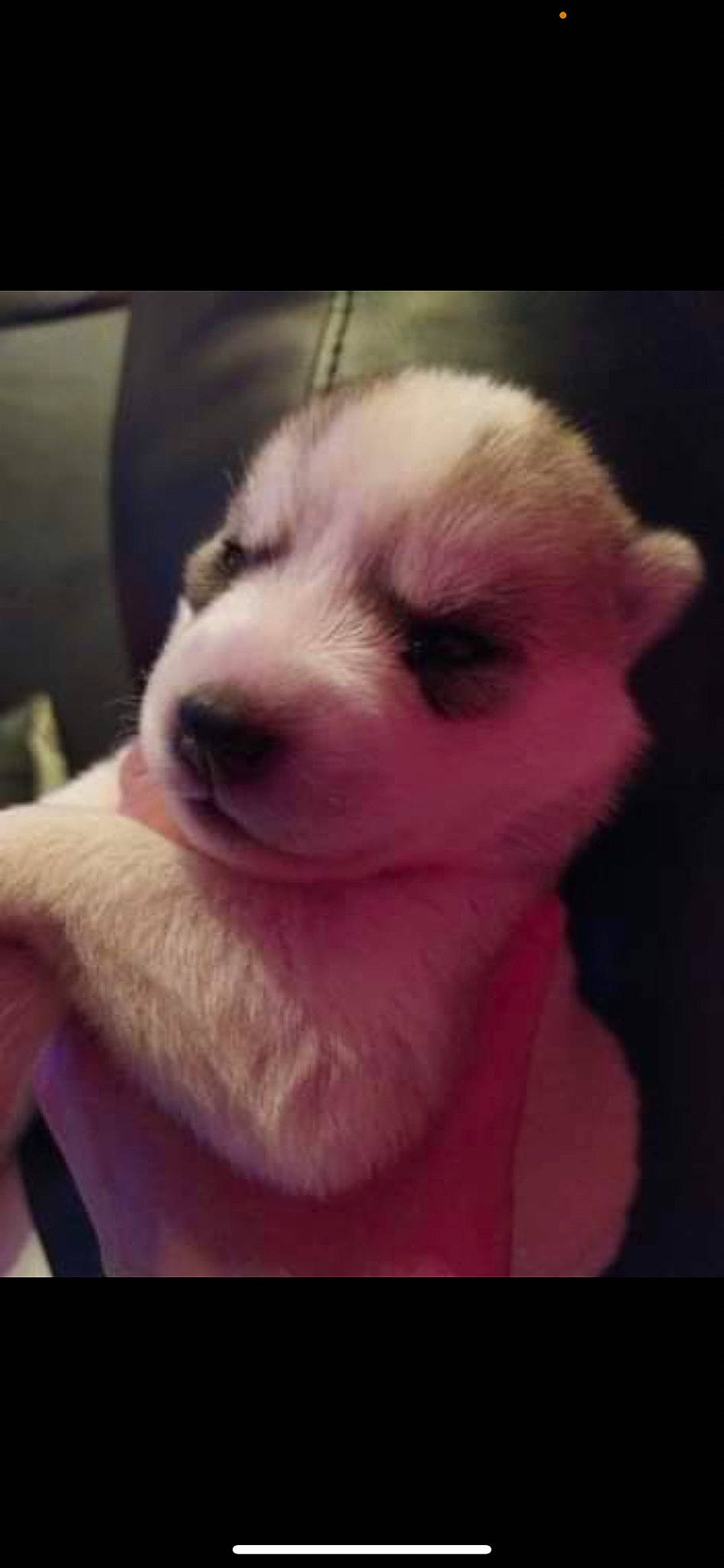 Saphira participe au concours pour gagner de l'argent avec cette photo : carnivore, cloud, comfort, companion_dog, dog, dog_breed, ear, eyelash, flesh, fur, paw, sporting_group, terrestrial_animal, whiskers, working_animal