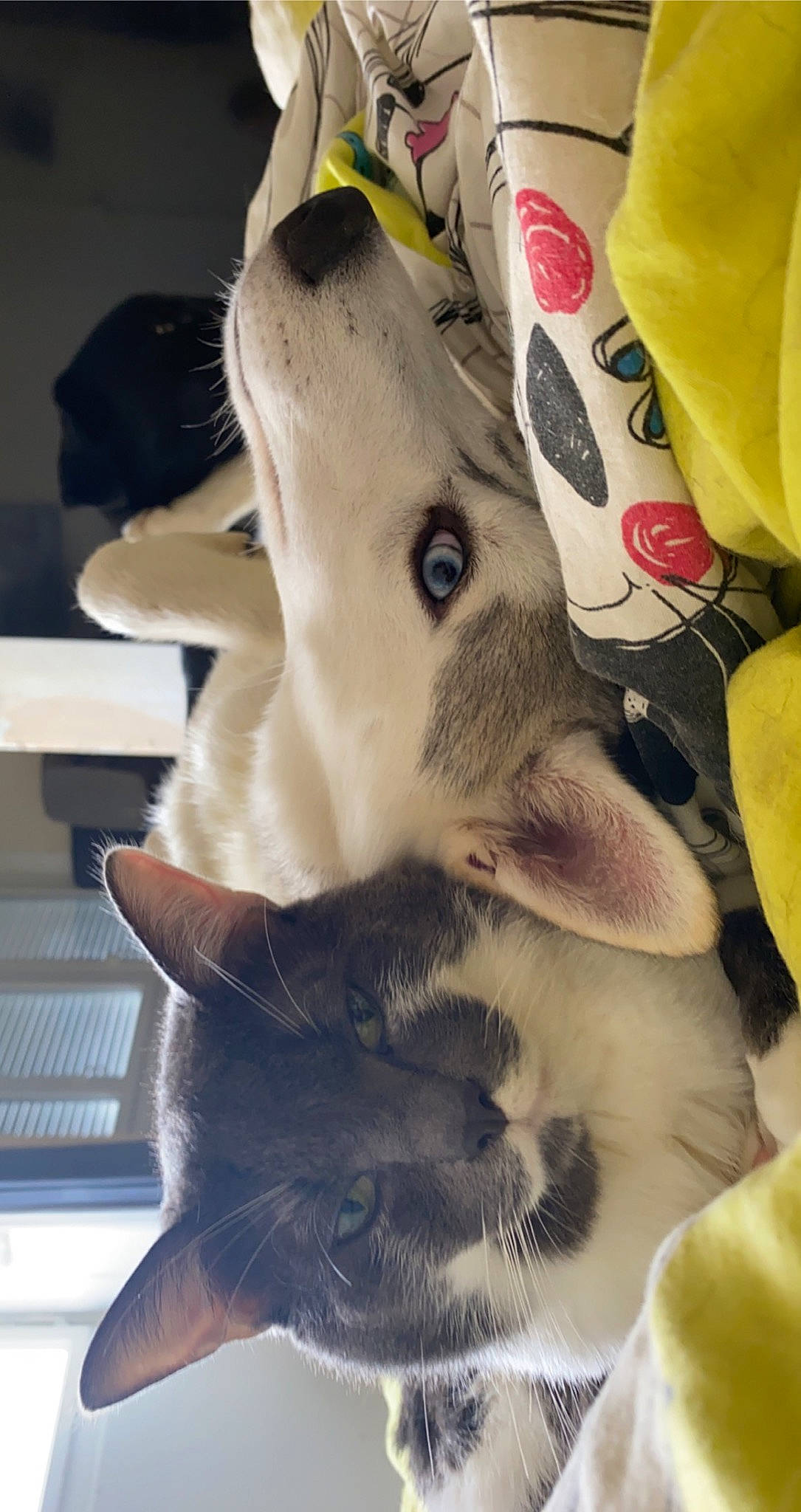 Saphira participe au concours pour gagner de l'argent avec cette photo : carmine, carnivore, cat, comfort, companion_dog, dog_breed, domestic_short_haired_cat, ear, fawn, felidae, fur, gesture, linens, paw, small_to_medium_sized_cats, snout, tail, thai, whiskers, working_animal