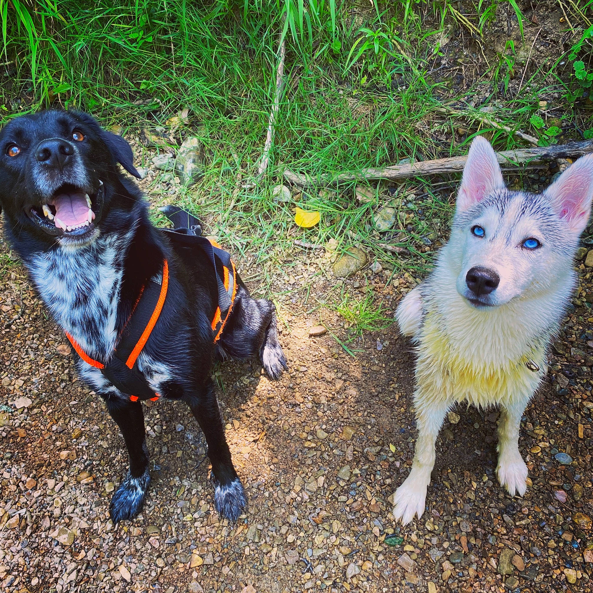 Saphira participe au concours pour gagner de l'argent avec cette photo : carnivore, collar, companion_dog, dog, dog_breed, dog_collar, dog_supply, electric_blue, fashion_accessory, fawn, fur, grass, gun_dog, herding_dog, pet_supply, plant, snout, sporting_group, tail, working_animal