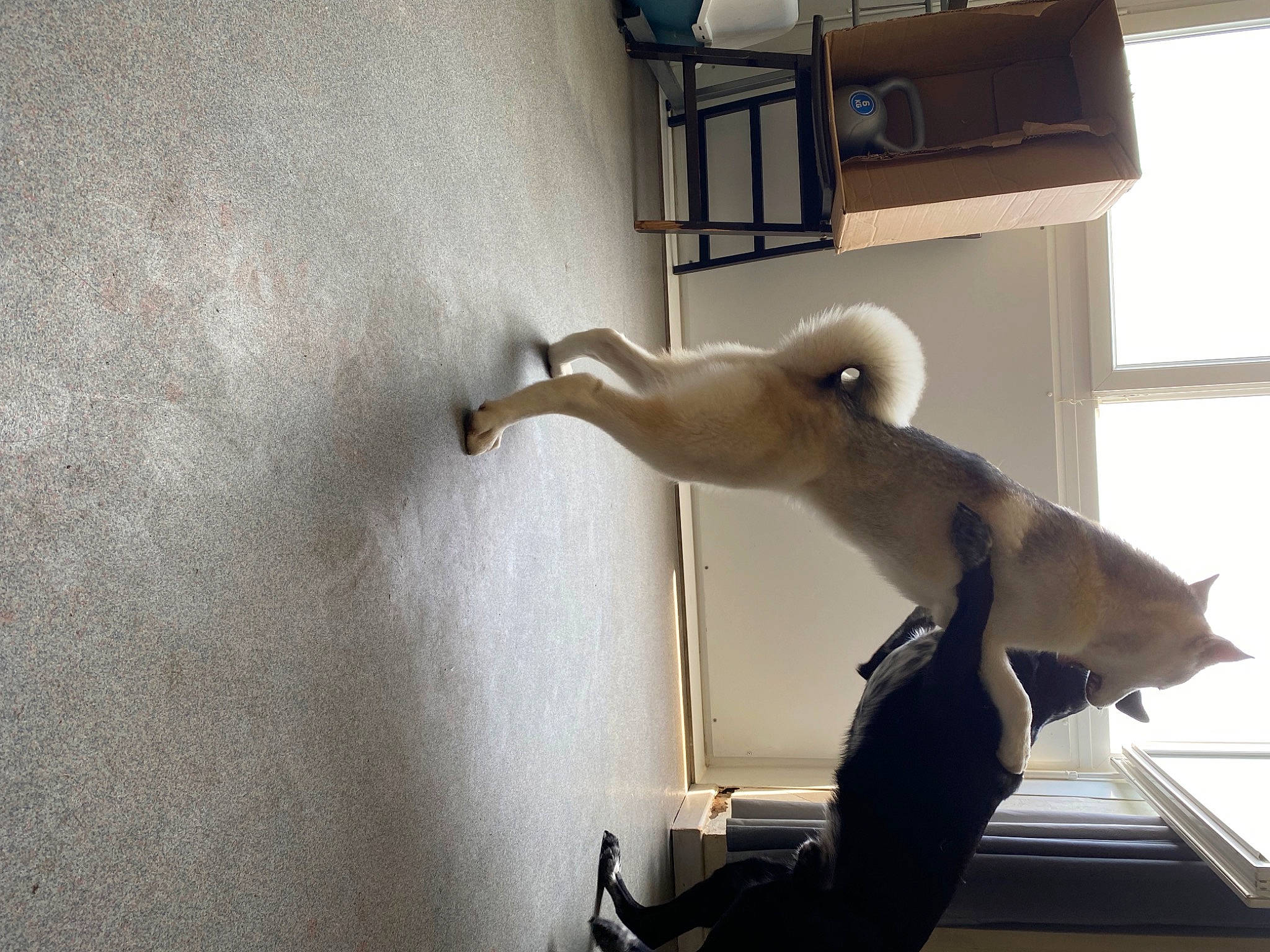 Saphira participe au concours pour gagner de l'argent avec cette photo : art, building, canidae, carnivore, ceiling, comfort, companion_dog, dog, fawn, felidae, floor, flooring, plaster, shade, small_to_medium_sized_cats, sporting_group, tail, tints_and_shades, window, wood