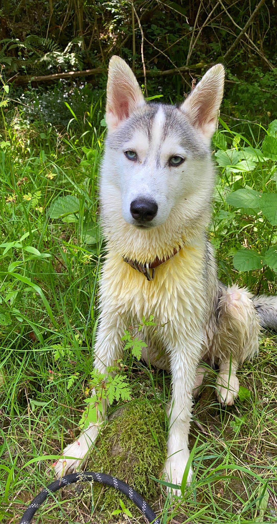 Saphira a rejoint le concours — aidez-le/la à gagner de superbes lots ! canidae, canis, canis_lupus_tundrarum, carnivore, companion_dog, dog, dog_breed, fang, fawn, fur, grass, groundcover, herding_dog, plant, snout, tail, terrestrial_animal, whiskers, wolf, working_animal