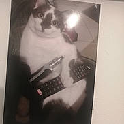 Chachou a rejoint le concours — aidez-le/la à gagner de superbes lots ! cat, remote_control, vape, black_and_white, indoor, pet, curious, feline, close_up, funny, chubby_cat, floor_tiles, paw, looking_up, domestic_cat, animal, household, technology, cute, portrait