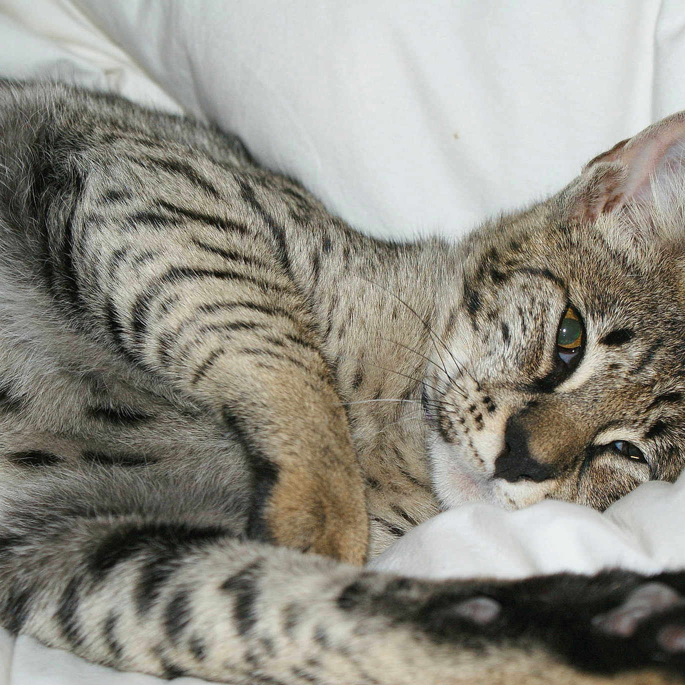 Mumtaz Geisha Femelle Savannah