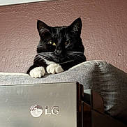 Lexi joined the competition — help win amazing prizes! cat, tuxedo_cat, black_fur, white_paws, whiskers, green_eyes, pet, animal, portrait, sitting, lying_down, indoors, couch, furniture, monitor, computer, electronics, pink_wall, close_up, funny