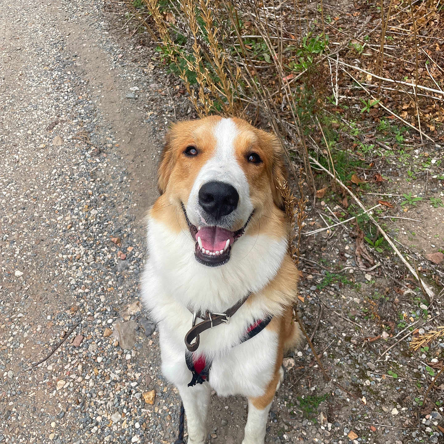 Nala