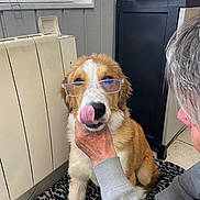 Nala a rejoint le concours — aidez-le/la à gagner de superbes lots ! brown_and_white, dog, eyeglasses, fluffy, funny, glasses, golden_retriever, hand, handbag, home, indoor, licking, person, pet, petting, portrait, radiator, rug, sitting, tongue