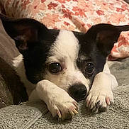 Trooper is registered to the contest to win money with this photo: puppy, dog, black_and_white, pet, animal, face, eyes, ears, paws, nose, lying_down, couch, sofa, blanket, floral, indoor, cozy, portrait, cute, closeup