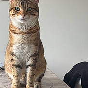 Doum participe au concours pour gagner de l'argent avec cette photo : cat, tabby_cat, indoor, table, tablecloth, furniture, wall, photographs, framed_photos, pet, animal, domestic_animal, sitting, looking_at_camera, ears, whiskers, eyes, fur, paws, home