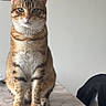cat, tabby_cat, indoor, table, tablecloth, furniture, wall, photographs, framed_photos, pet, animal, domestic_animal, sitting, looking_at_camera, ears, whiskers, eyes, fur, paws, home
