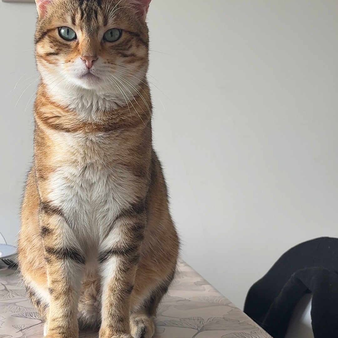 Doum participe au concours pour gagner de l'argent avec cette photo : cat, tabby_cat, indoor, table, tablecloth, furniture, wall, photographs, framed_photos, pet, animal, domestic_animal, sitting, looking_at_camera, ears, whiskers, eyes, fur, paws, home