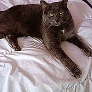 Guimauve participe au concours pour gagner de l'argent avec cette photo : cat, gray_cat, pet, feline, bed, white_bedspread, indoor, animal, resting, relaxed, green_eyes, fur, whiskers, paw, cute, domestic_animal, lying_down, cozy, comfortable, sleepy