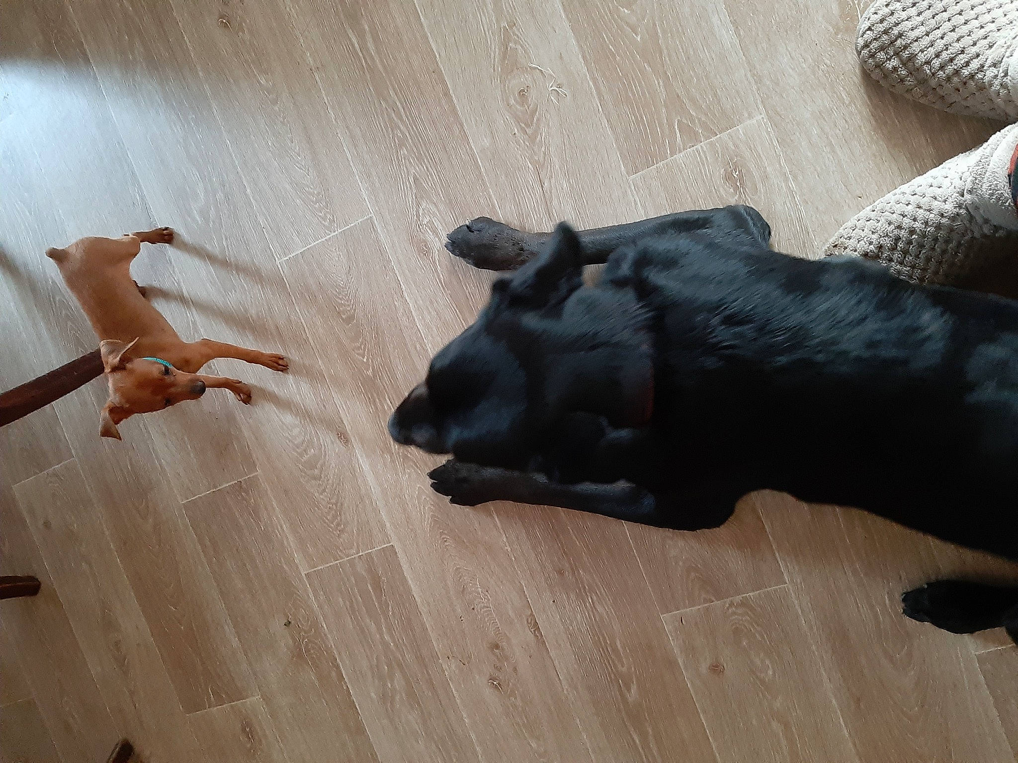 éclair a rejoint le concours — aidez-le/la à gagner de superbes lots ! canidae, fawn, floor, flooring, hardwood, non_sporting_group, snout, sporting_group, wood