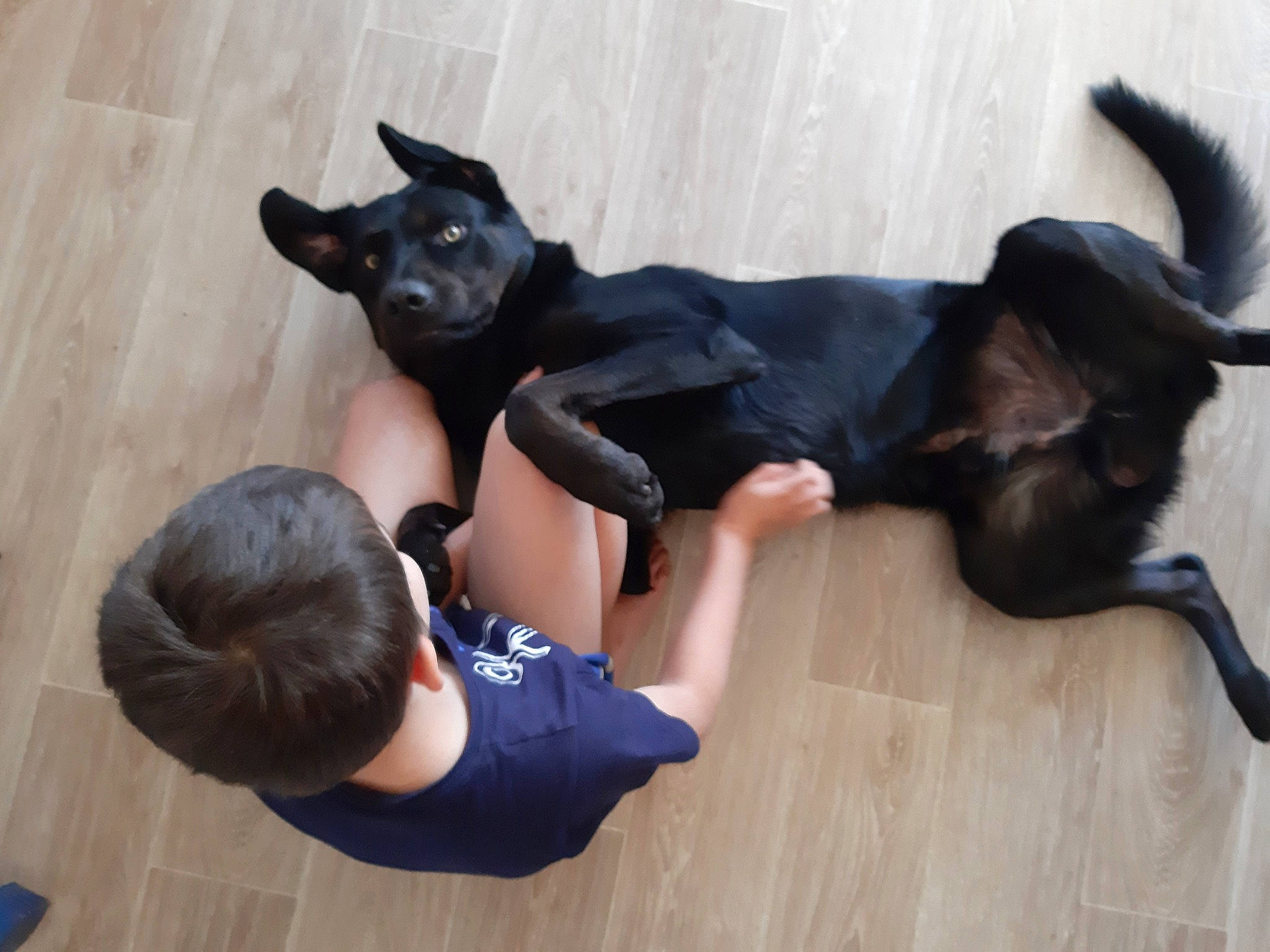 éclair a rejoint le concours — aidez-le/la à gagner de superbes lots ! australian_kelpie, black_cat, canidae, carnivore, cat, companion_dog, dog, dog_breed, felidae, sporting_group, tail