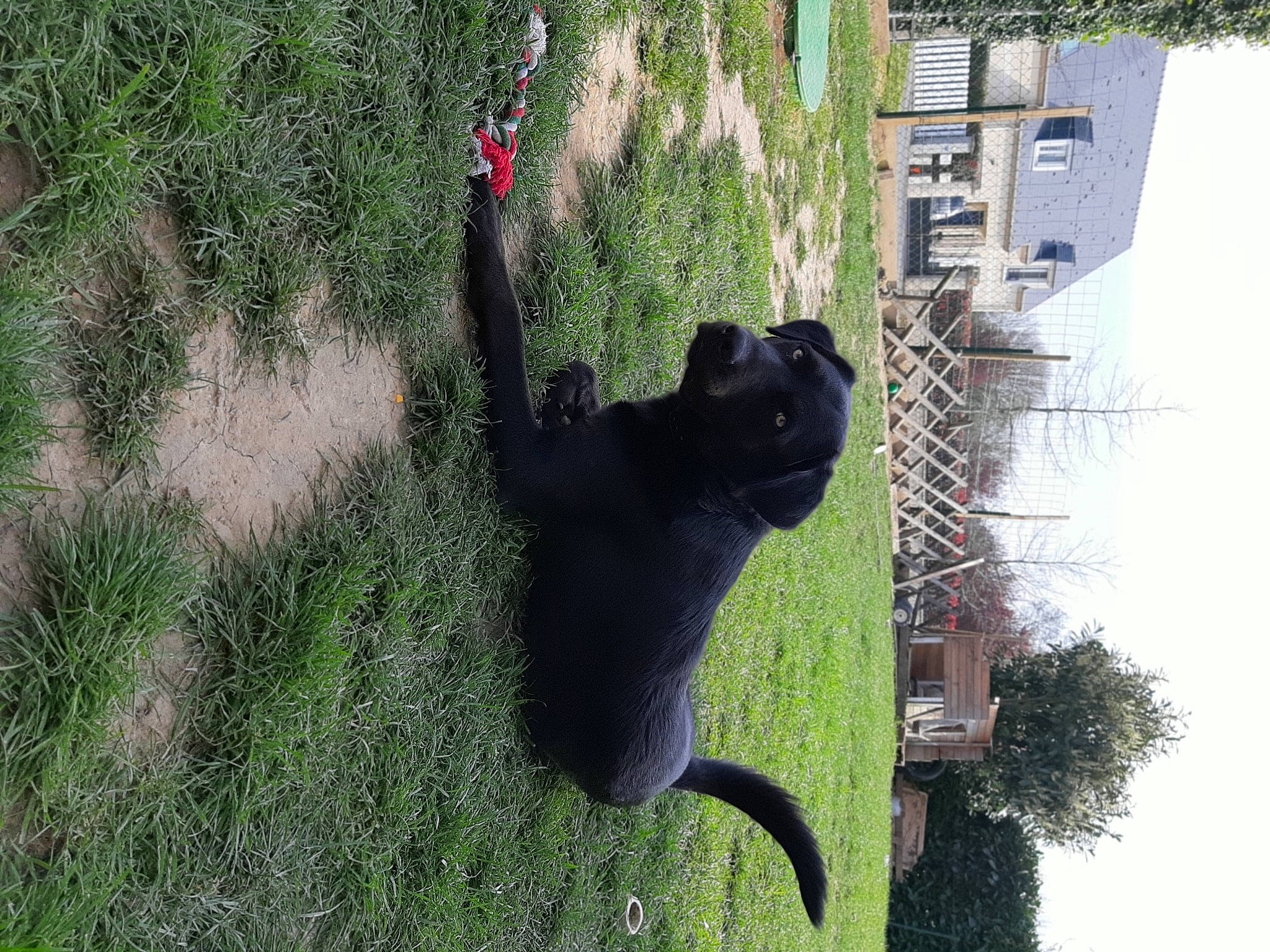 éclair a rejoint le concours — aidez-le/la à gagner de superbes lots ! black_cat, carnivore, cat, felidae, grass, small_to_medium_sized_cats, snout, tail