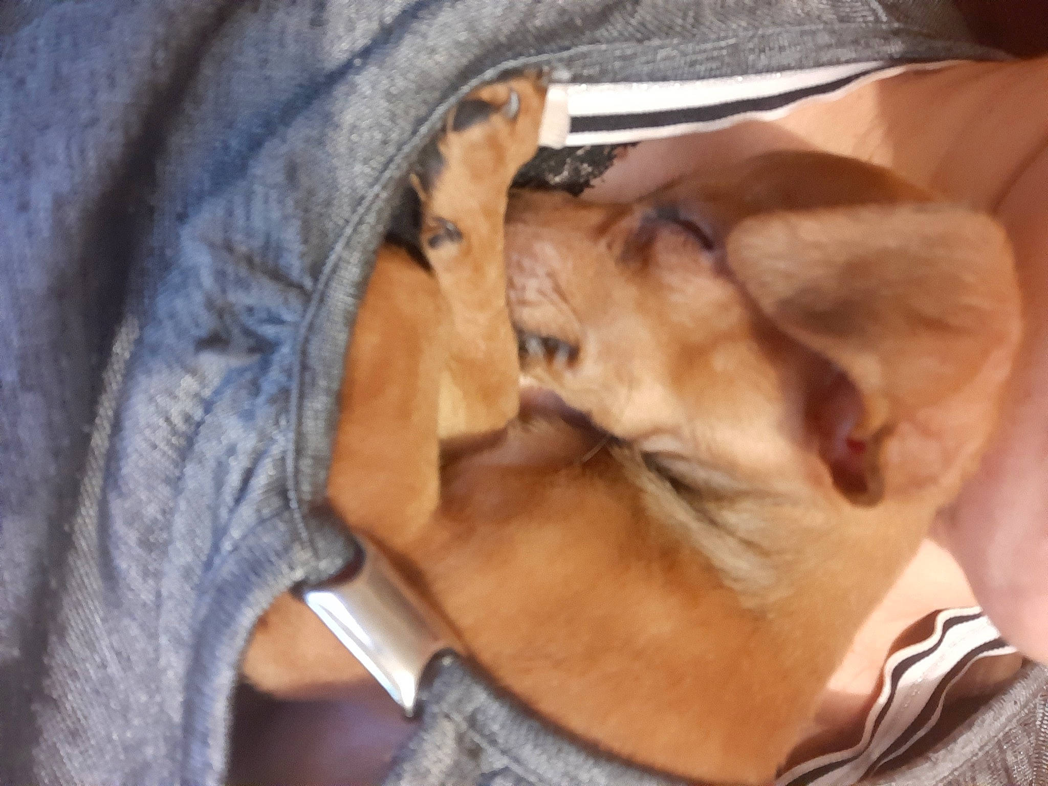 Baboush a rejoint le concours — aidez-le/la à gagner de superbes lots ! canidae, carnivore, dog, dog_breed, ear, fawn, nose, skin, snout, sporting_group